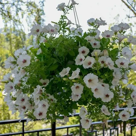 Siedlinghausen Apartment